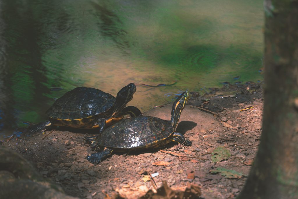 Schildpadden in Metropolitanpark