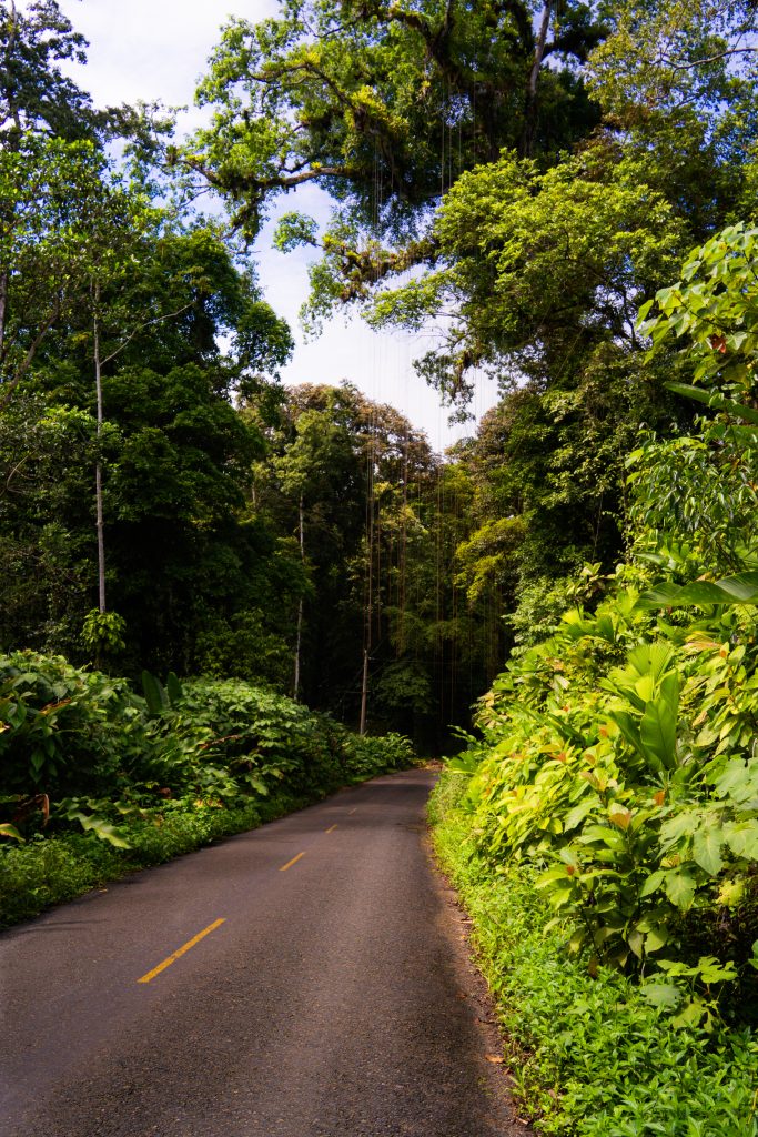 Jungle op Bocas del Toro