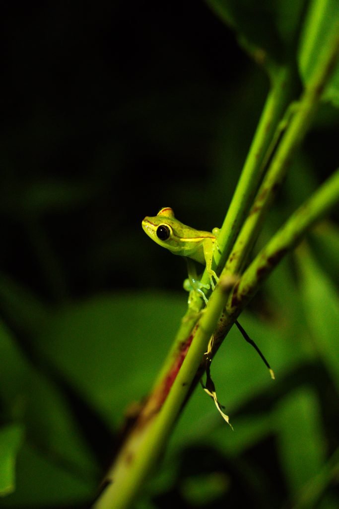 kikker in tortuguero, nightwalk tortuguero, tour in tortuguero, kikker costa rica, dieren in costa rica