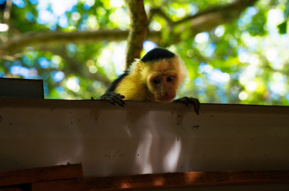 Cahuita National Park – tips voor het leukste natuurpark van Costa Rica
