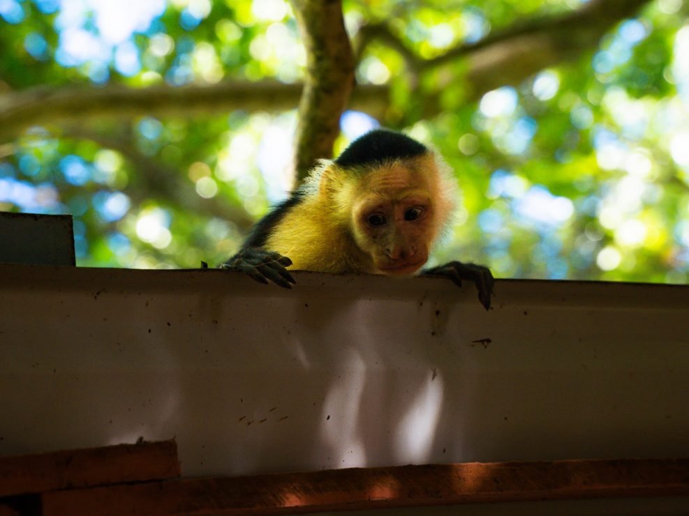 cahuita nationaal park, costa rica, natuurpark costa rica, aapje, natuurpark puerto viejo, wildlife in costa rica