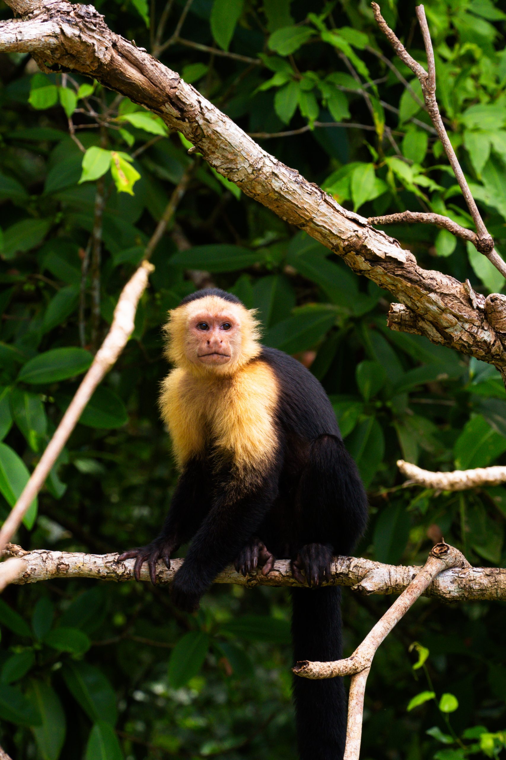 cahuita nationaal park, costa rica, natuurpark costa rica, aapje, natuurpark puerto viejo, wildlife in costa rica