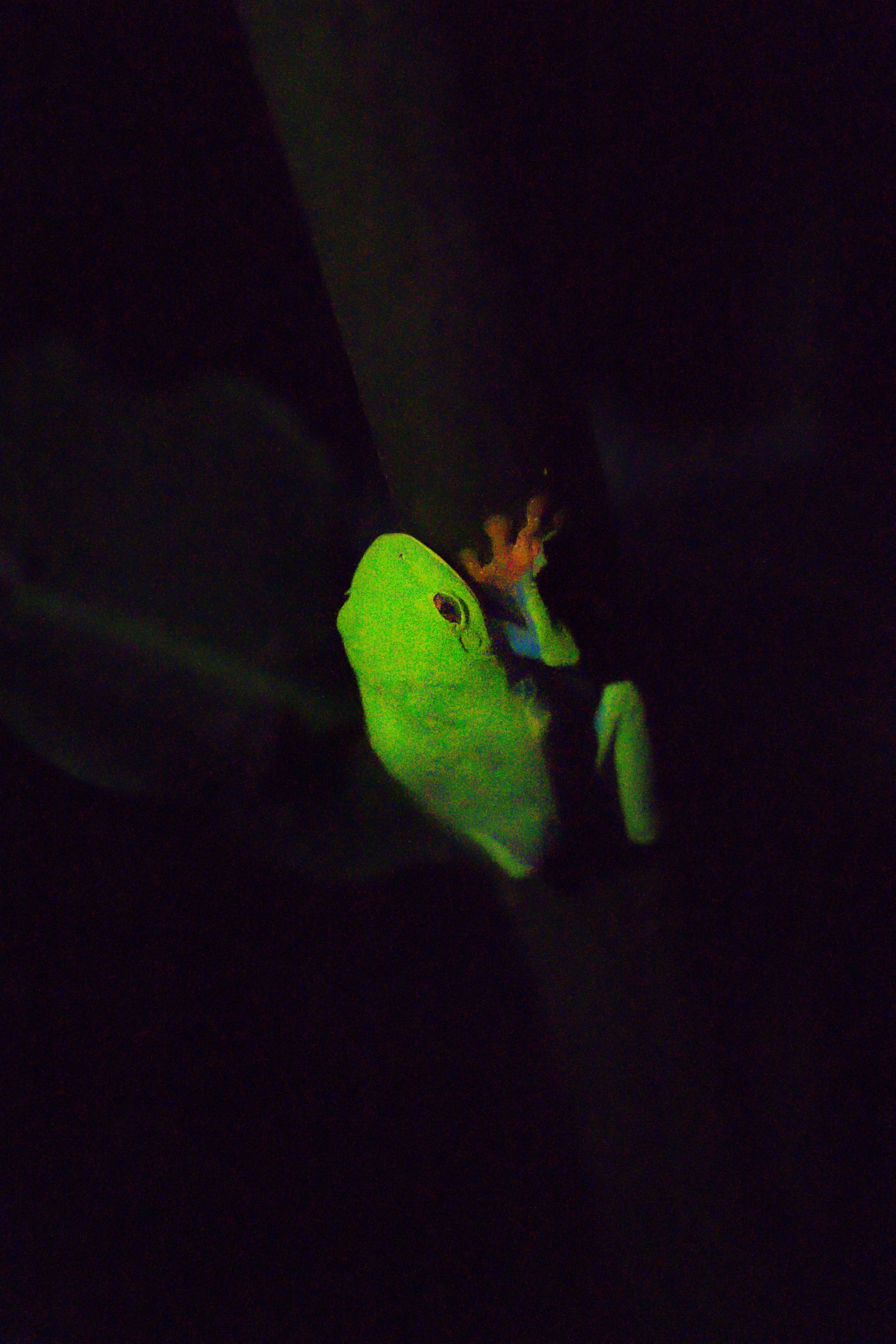 red eyed frog tortuguero national park, kikker tortuguero national park, dieren tortuguero, night walk tortuguero