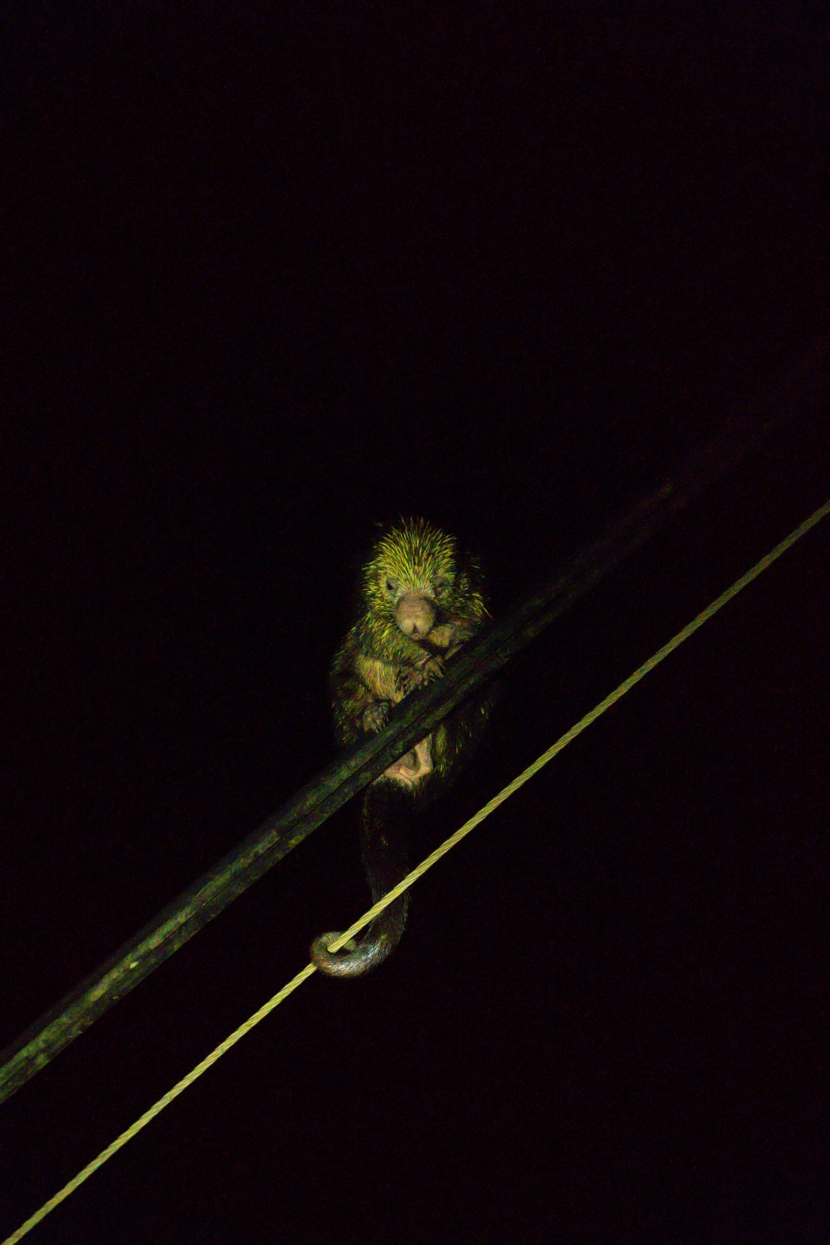 stekelvarken tortuguero national park, dieren tortuguero, tortuguero national park, night tour tortuguero