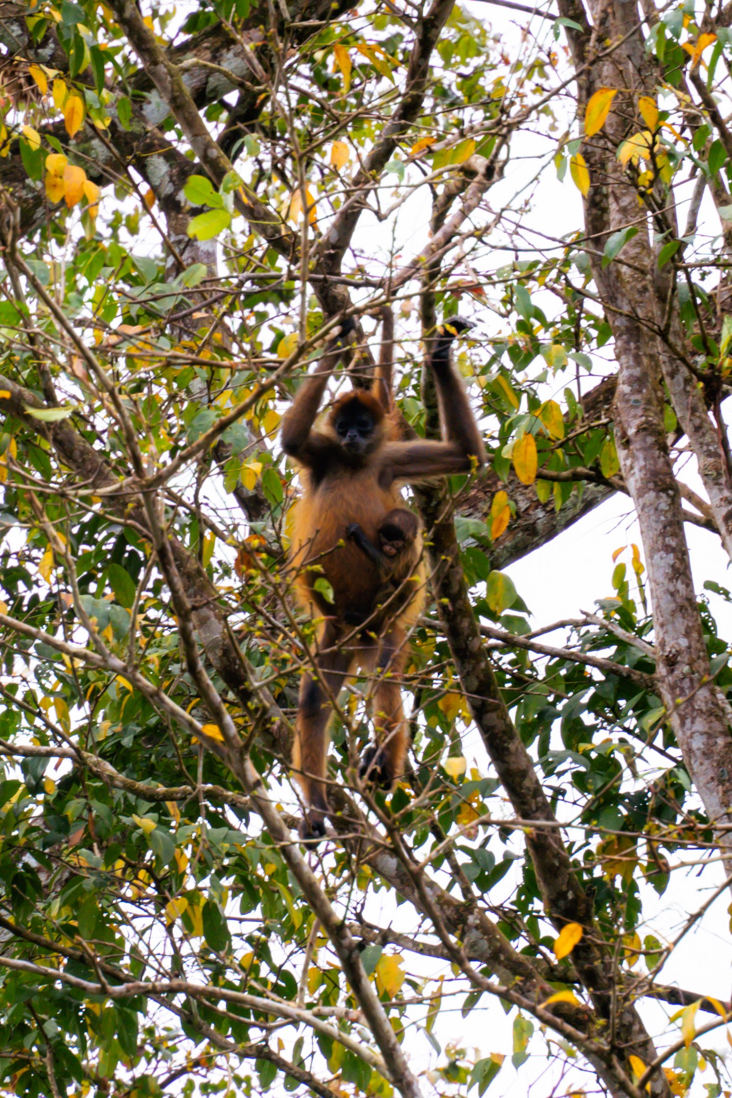 slingerapen tortuguero national park, apen tortuguero, dieren tortuguero national park, kano tour tortuguero
