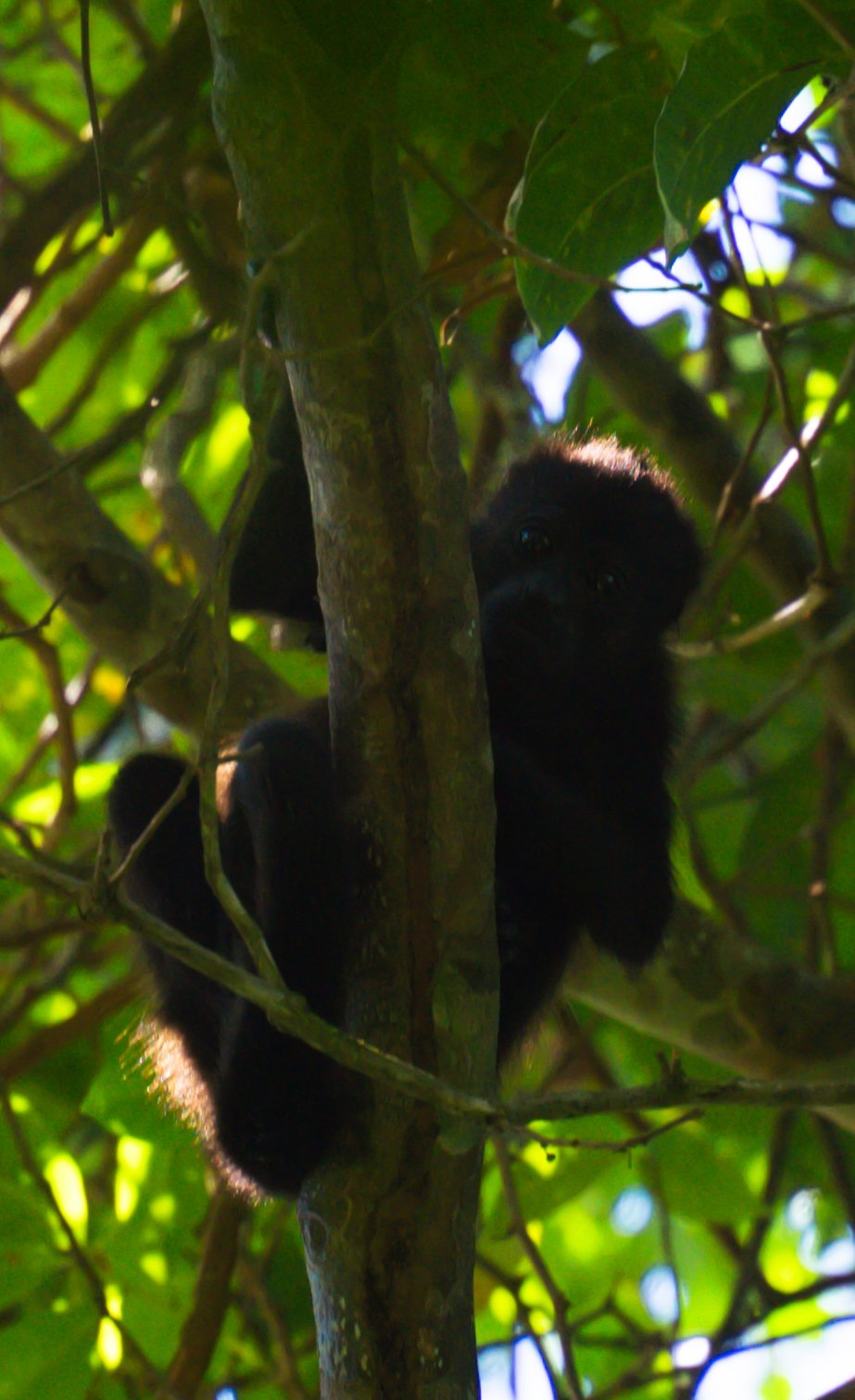 brulapen tortuguero national park, apen tortuguero national park, dieren tortuguero
