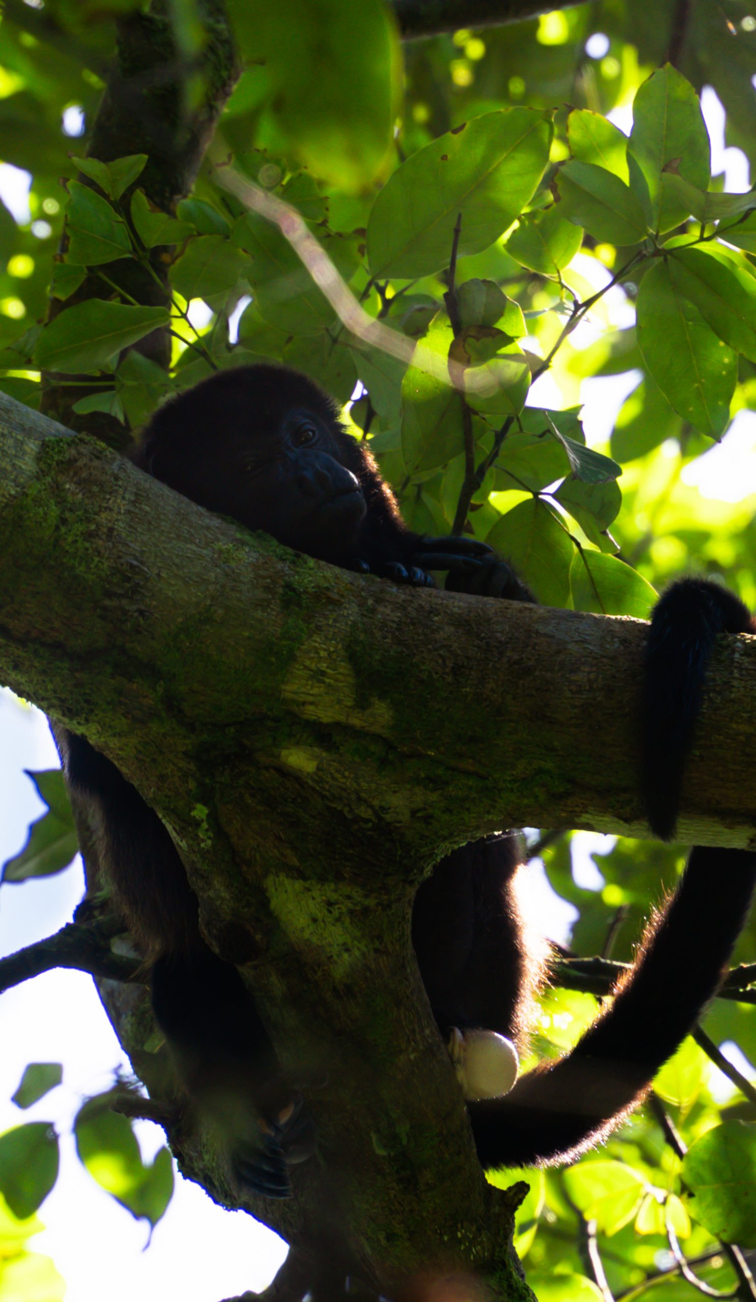brulaap tortuguero national park, brulaap tortuguero costa rica, apen tortuguero costa rica