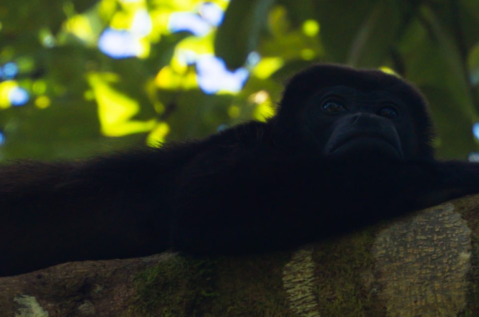 What to do in Tortuguero national park – Het gaafste national park in Costa Rica
