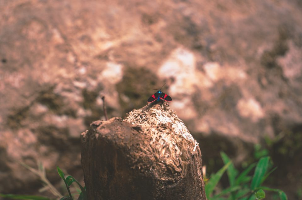 Boquete – Tips voor het mooiste natuurgebied van Panama