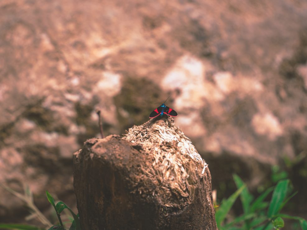 vliegje panama, insect panama, insect bij lost waterfalls boquete, insect boquete, rood met blauwe vlieg