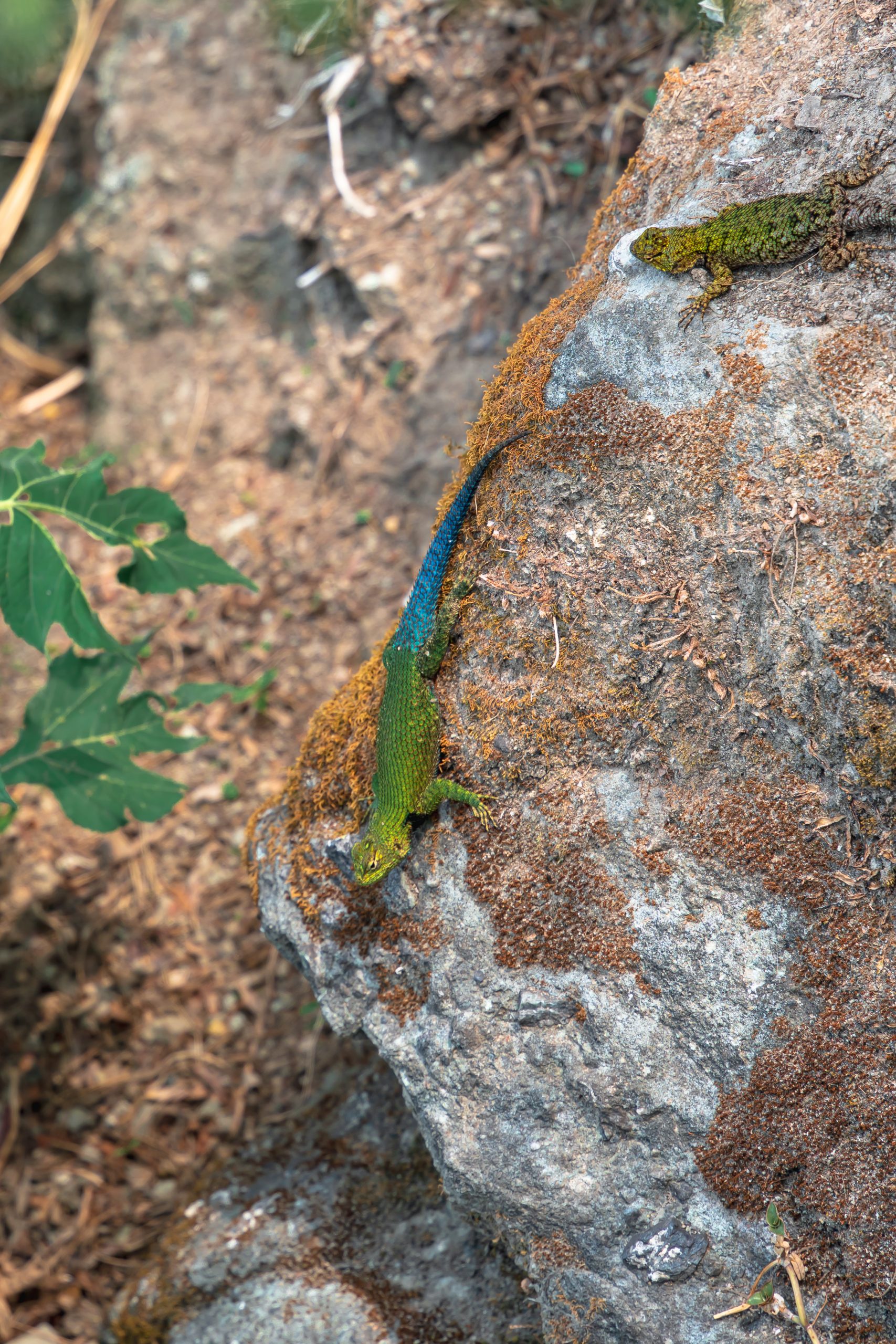 smaragdhagedis, hagedis guatemala, groen met blauwe hagedis