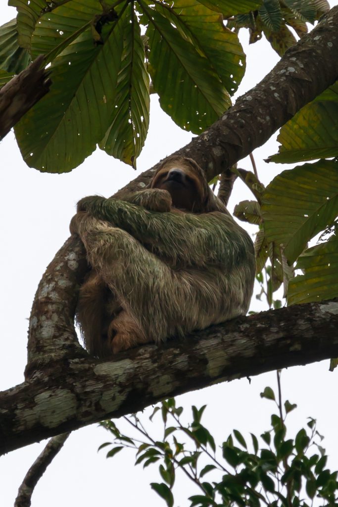 luiaard met baby, luiaard bajos del toro, luiaard costa rica, dieren costa rica, leukste dieren costa rica