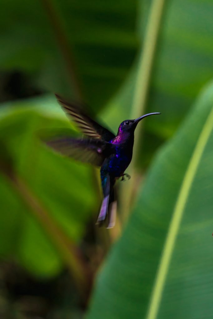 kolibrie costa rica, vogels costa rica, mooiste vogels costa rica, hummingbirds costa rica, vogels bajos del toro