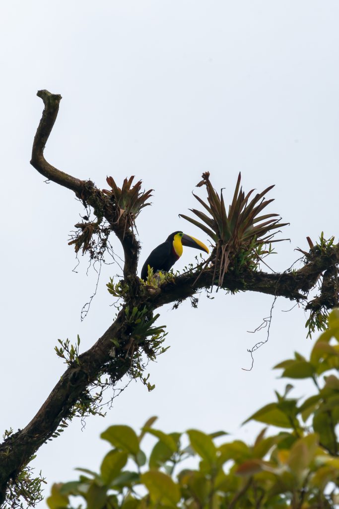 toekan costa rica, vogels bajos del toro, vogels costa rica, toekan, mooiste vogel van costa rica