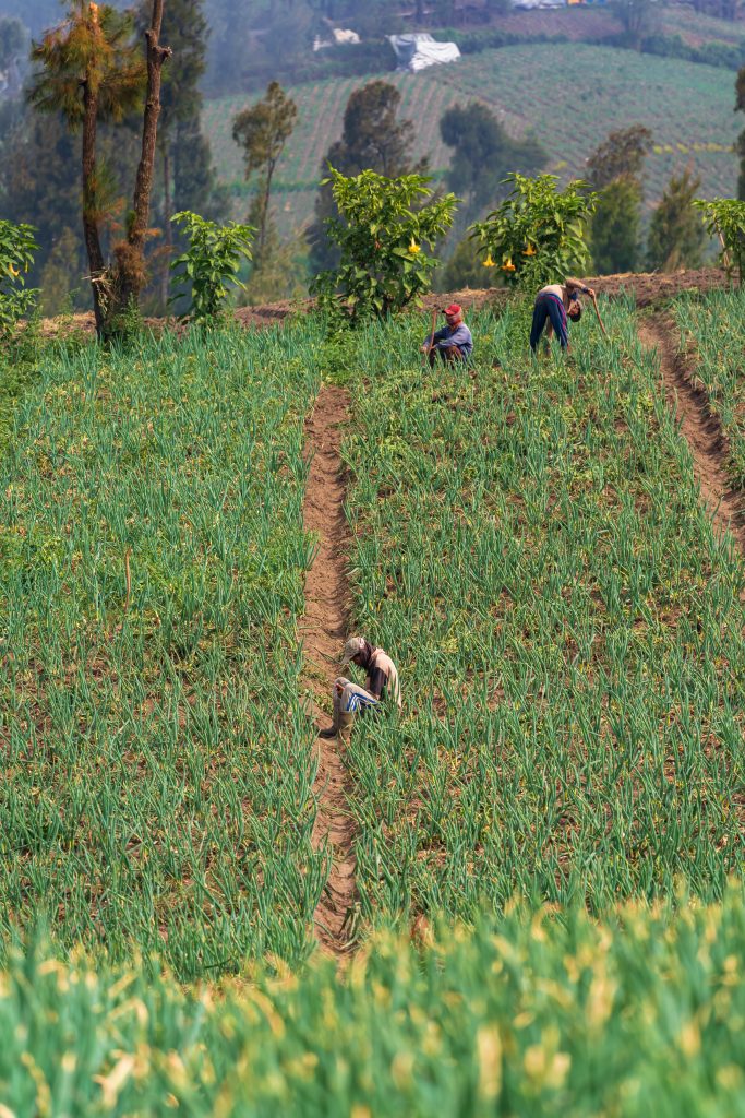 werkers op plantage java, bosuien verbouwen, gewassen java, bosui velden java, indonesisch eiland java, java bezoeken