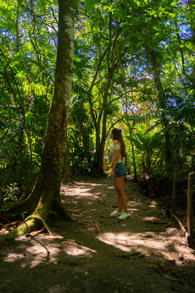 luiaards spotten, bogarin trail, luiaards trail costa rica, luiaards spotten, dieren spotten la fortuna, activiteiten la fortuna