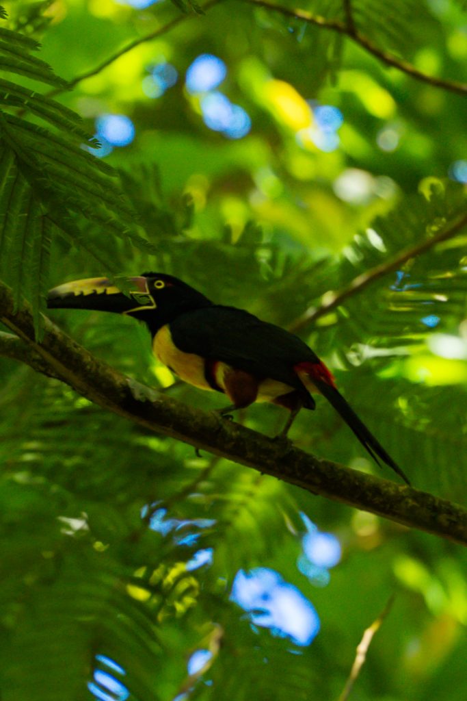 tropische vogel costa rica, vogels spotten la fortuna, bogarin trail la fortuna, dieren spotten costa rica
