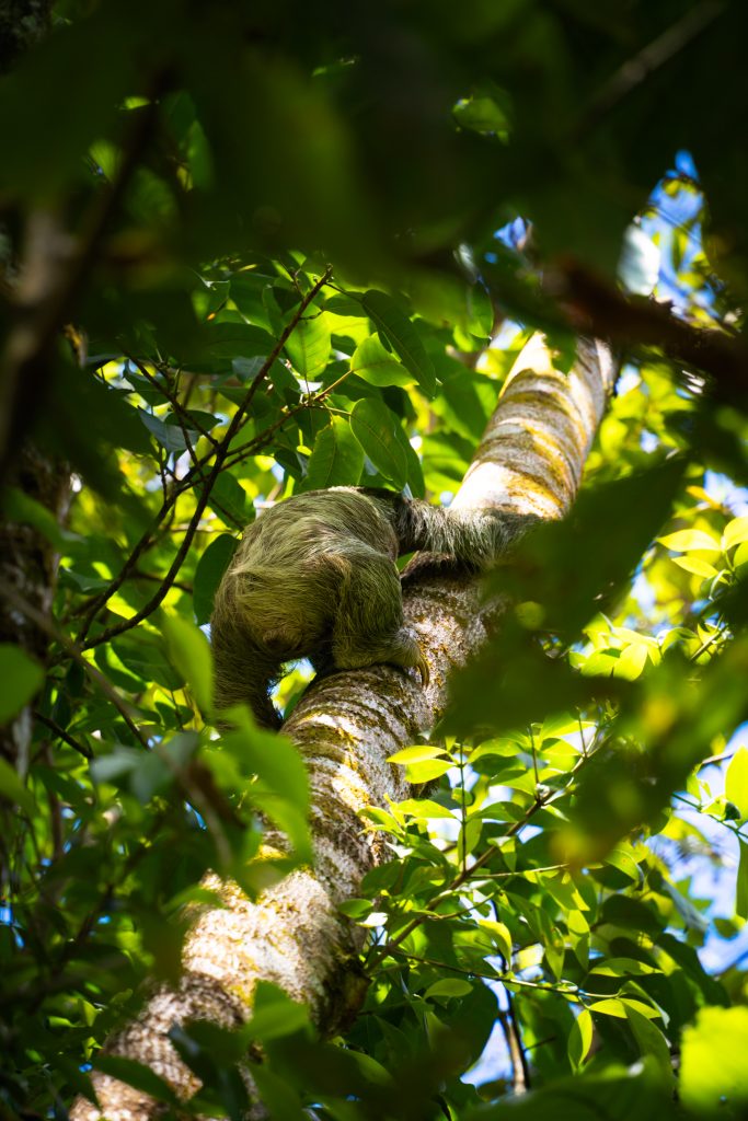 luiaard in boom, luiaard costa rica, sloth costa rica, bogarin trail la fortuna, luiaards spotten, tips voor la fortuna
