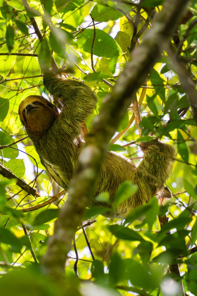 hagende luiaard, luiaard in boom, luiaard bogarin trail, sloths la fortuna, luiaard spotten la fortuna