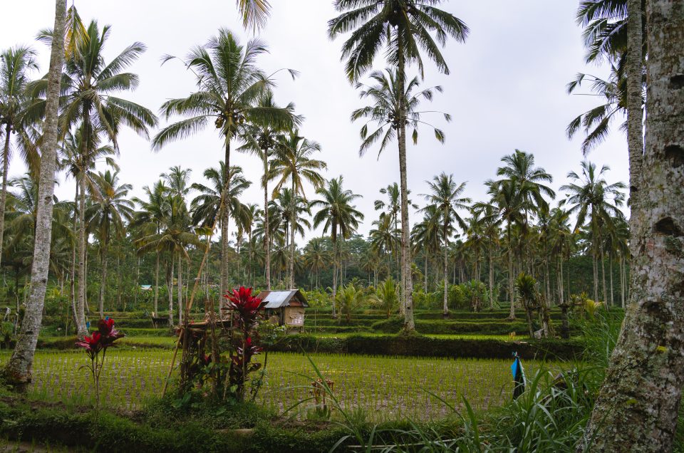 Wat te doen in Ubud, Bali: tips en activiteiten