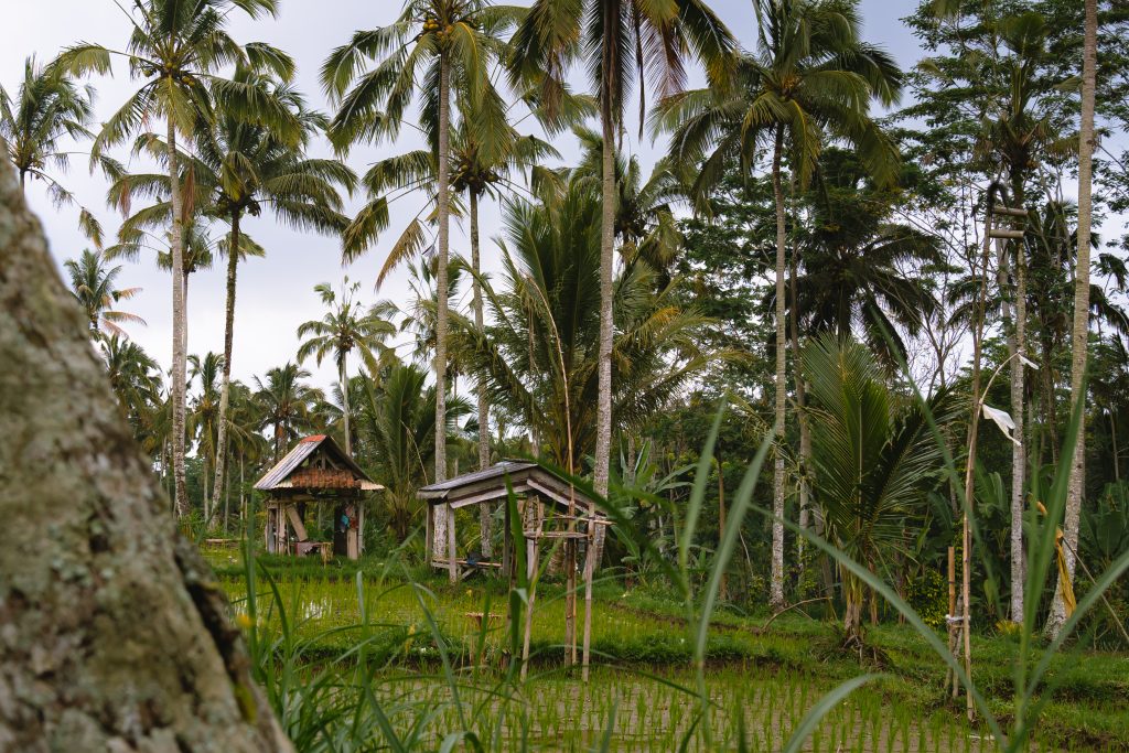 rijstterrassen ubud, wat te doen in ubud, omgeving ubud, natuur bali, rijstterrassen bali