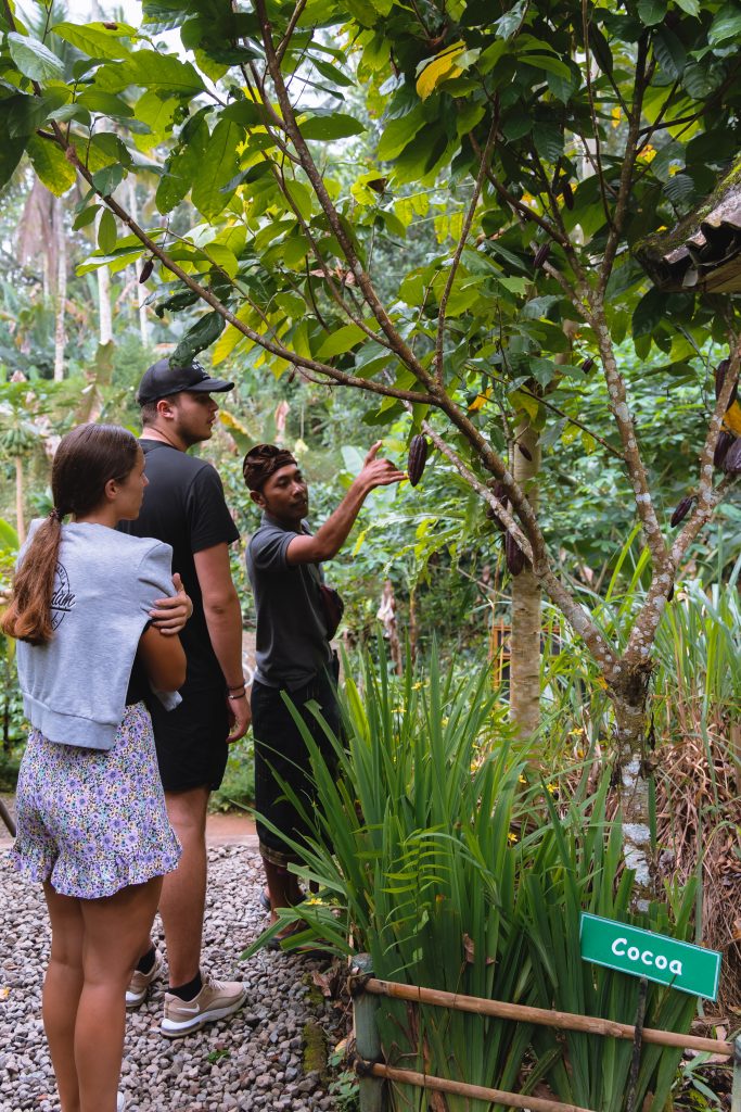 koffieplantage ubud, koffie bali, cultuur bali, plantages bali, activiteiten ubud, wat te doen in ubud bali