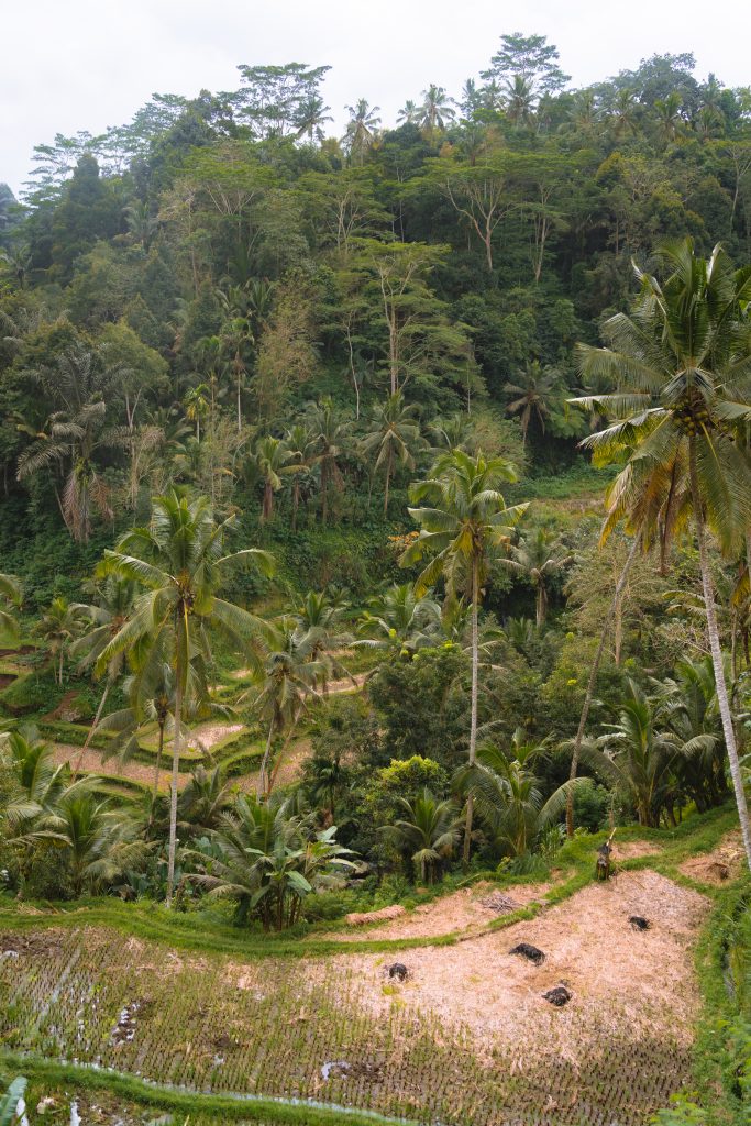 vallei candi tebing gunung kawi, rijstvelden bali, natuur bali