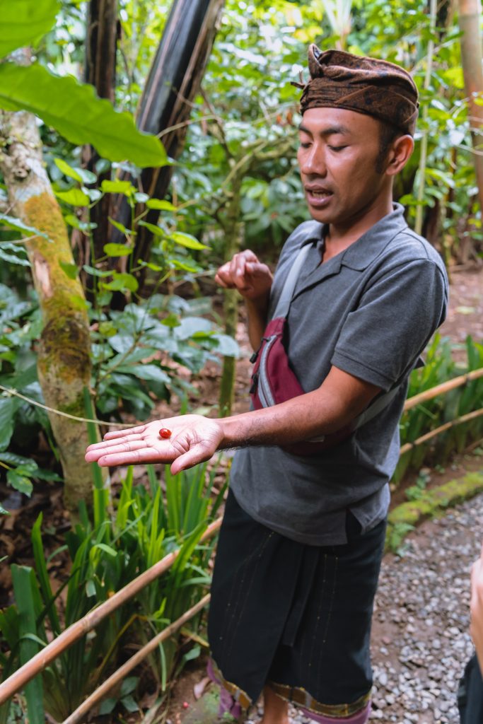 koffiebaan bali, koffie indonesie, koffieplantage bali