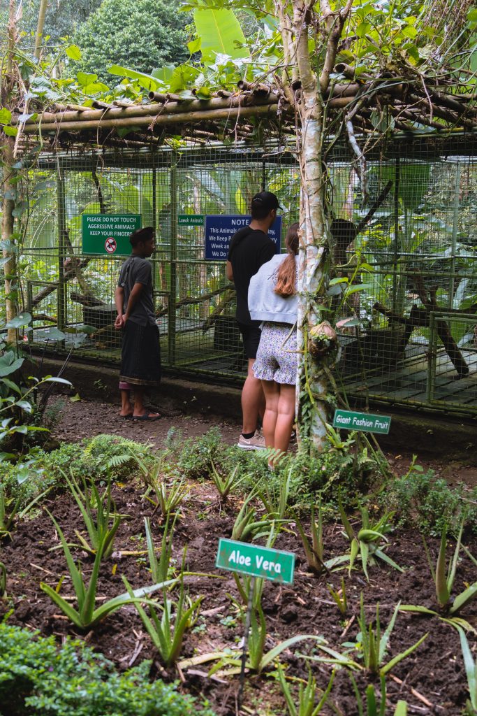 luwak koffie bali, kopi luwak, koffieplantage bali