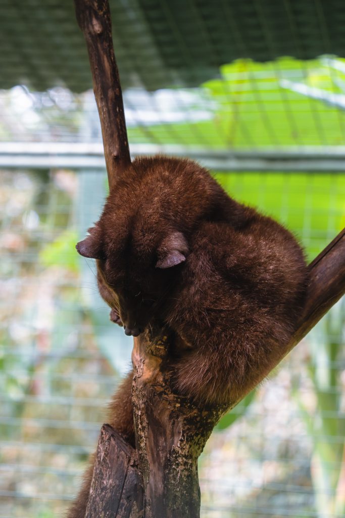 luwak, luwak kat, luwak koffie, kopi luwak