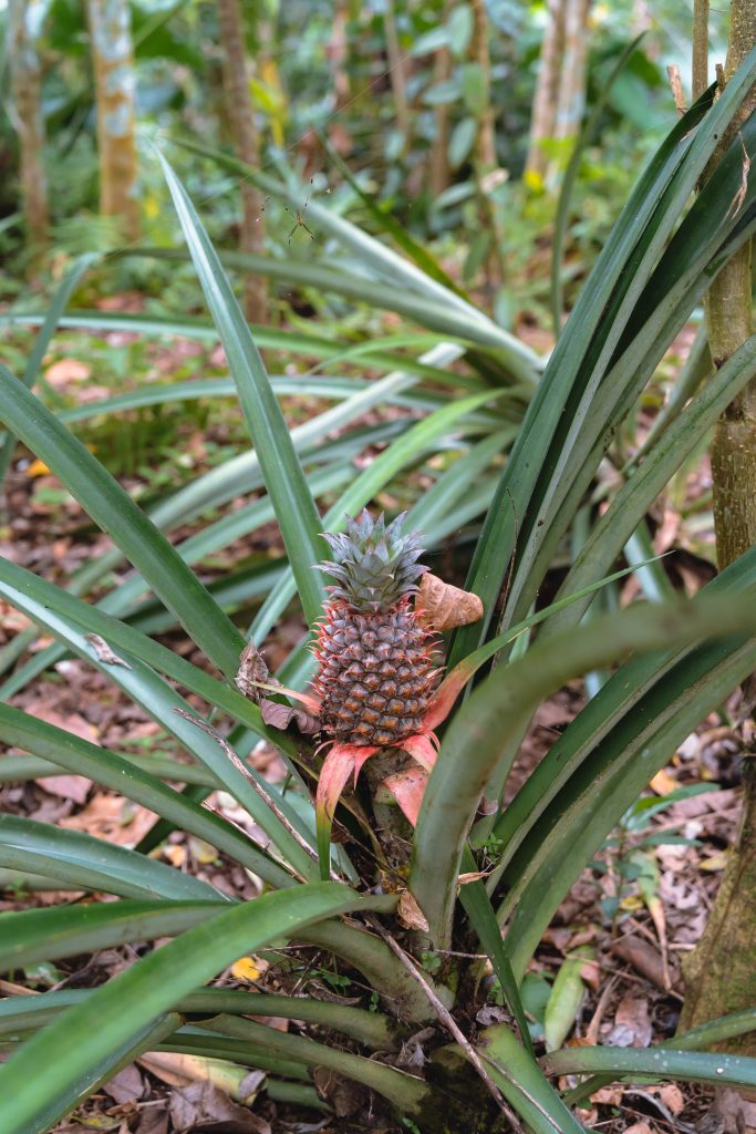 ananas bali, koffieplantage bali, fruitplantage bali