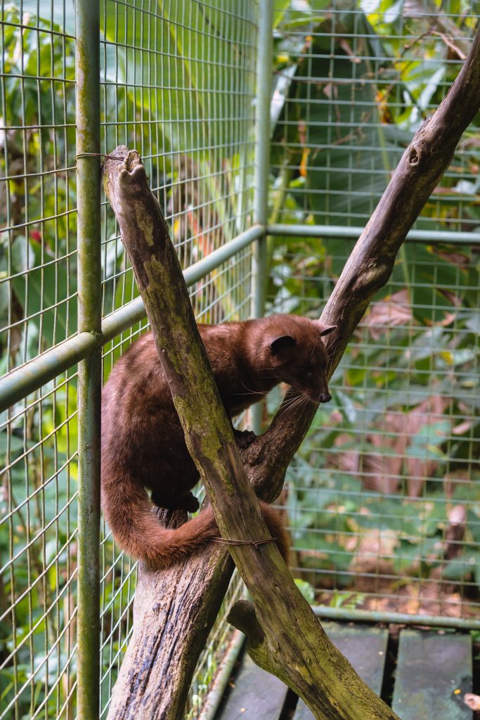 luwak kat, luwak kat in kooi, koffie luwak