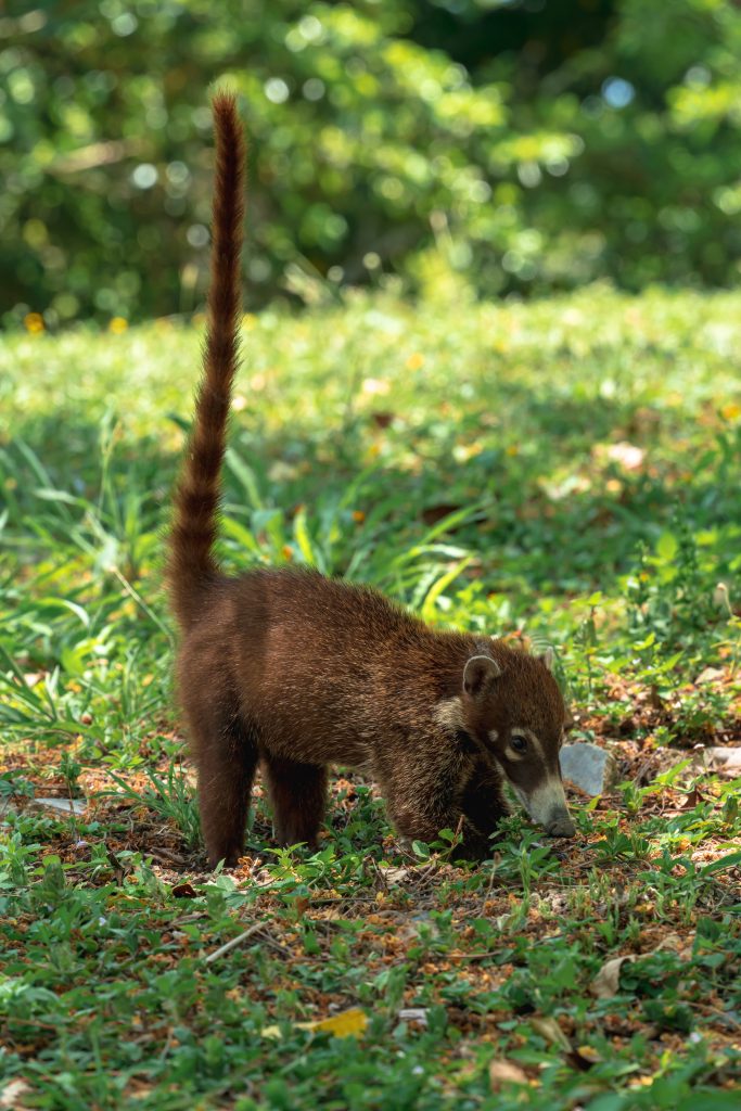 wildlife, guatemala, tikal