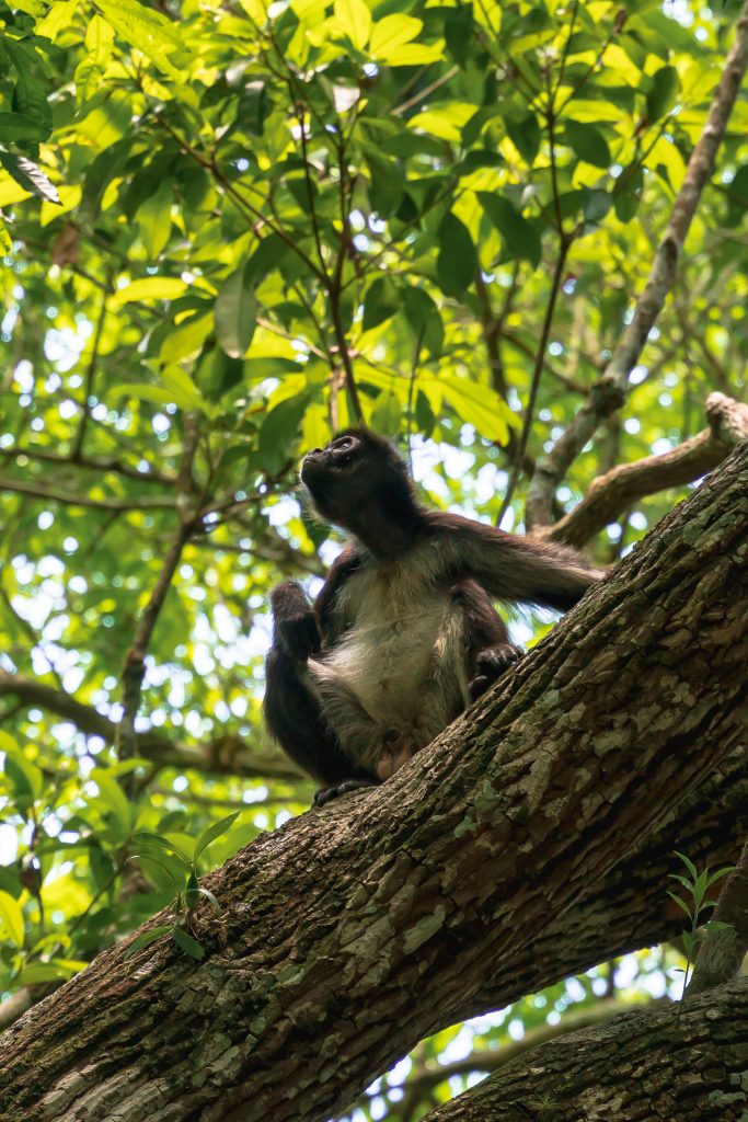 slingerapen guatemala, tikal, maya-beschaving
