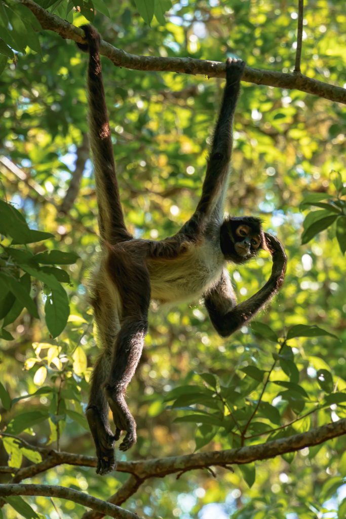 slingeraap in bos tikal guatemala
