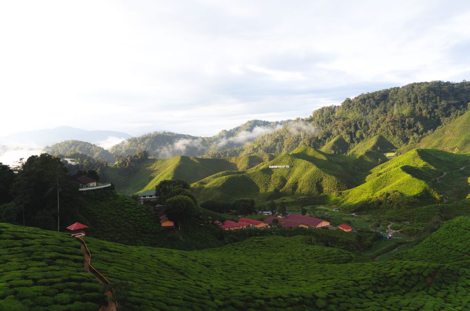 Wat te doen in Cameron Highlands, Maleisië: onze tips & ervaringen