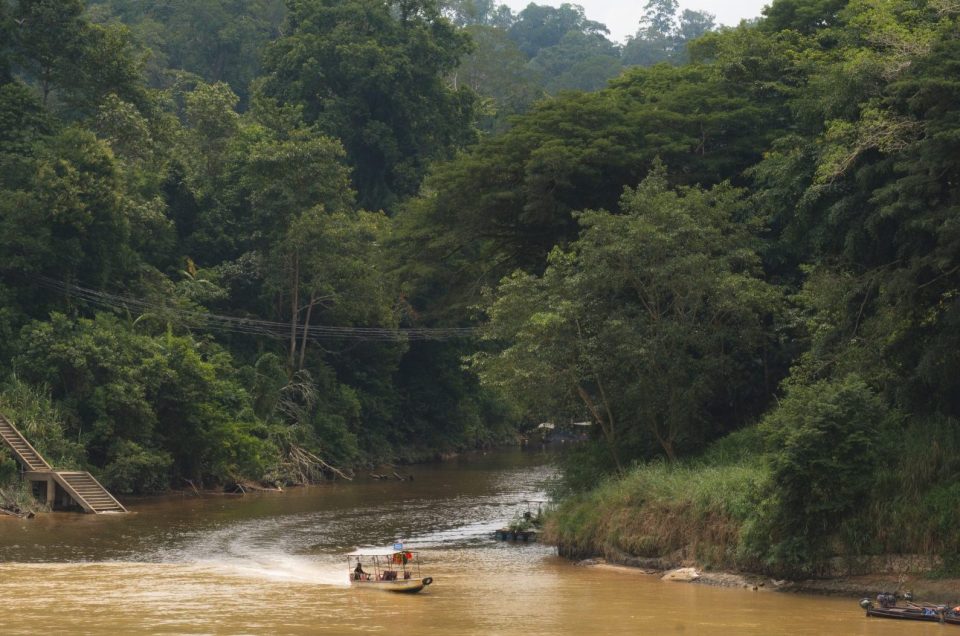 Taman Negara: alles wat je moet weten voor een bezoek aan het oerwoud van Maleisië